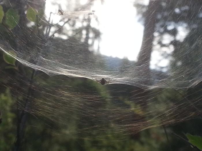 spidey
