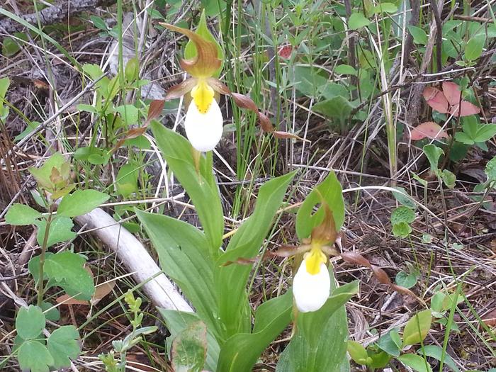 lady slippers