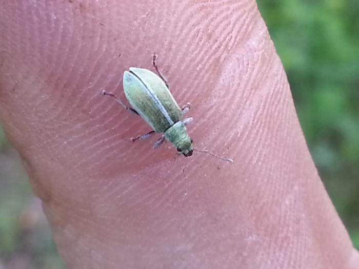 shiny lil bug visiting my finger