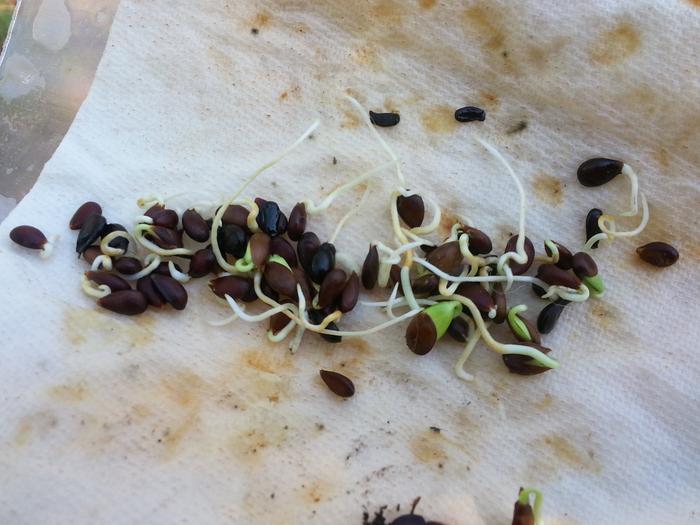 sprouted apple and pear seeds from James