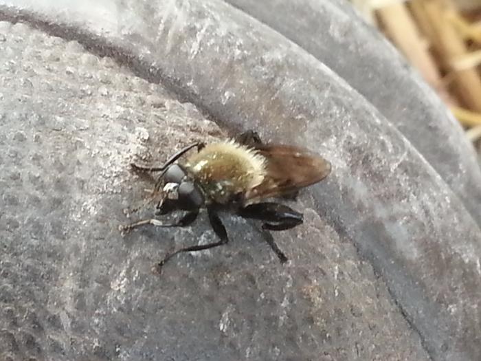 bee? visiting my boot