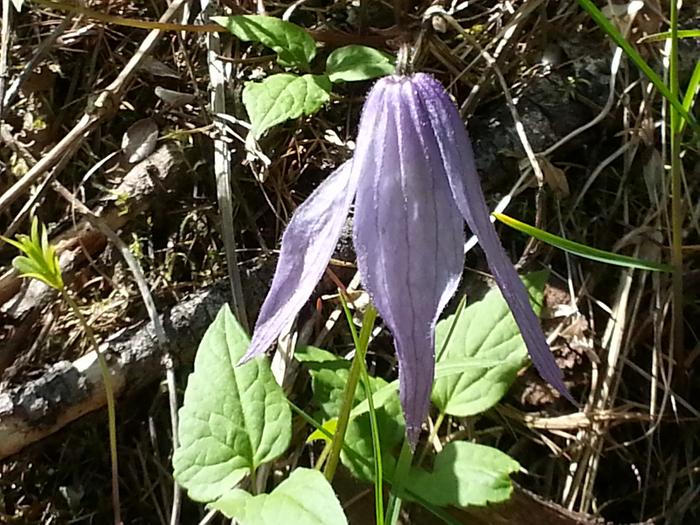 droopy purple flower