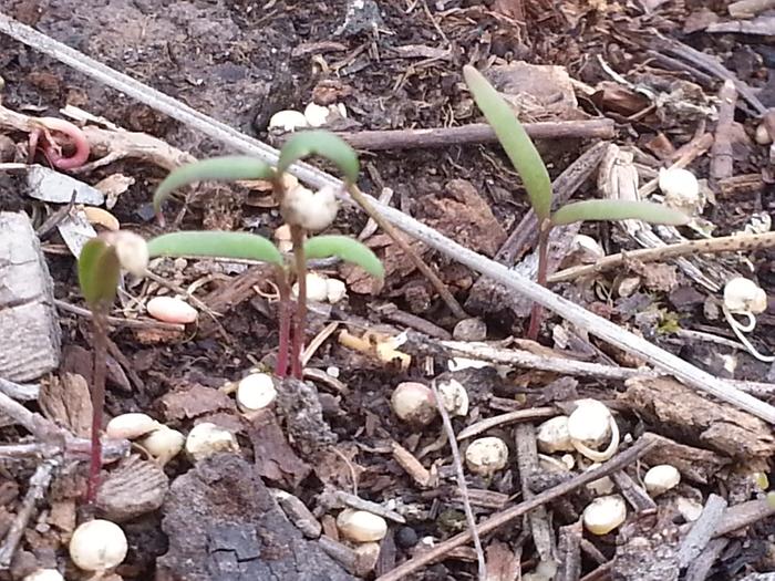 accidental quinoa