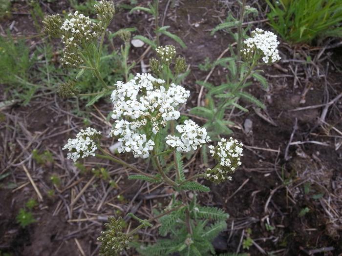 yay for yarrow