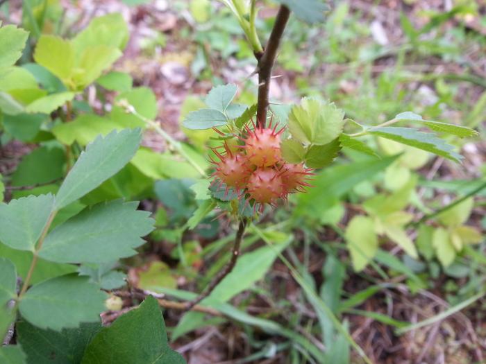 spiky berries?