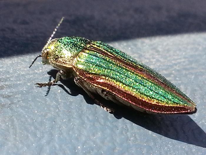 bling beetle