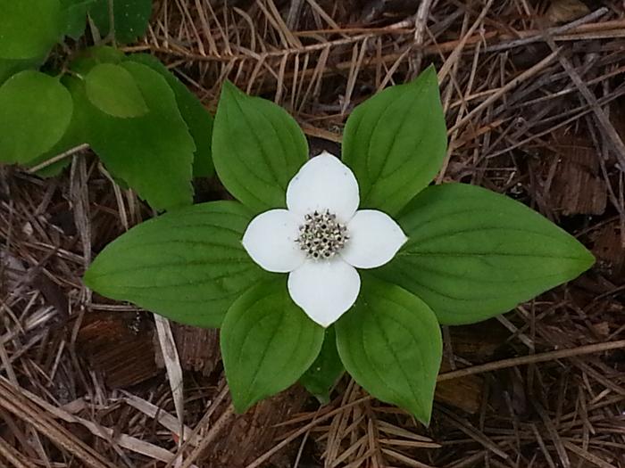 bunches of bunchberry