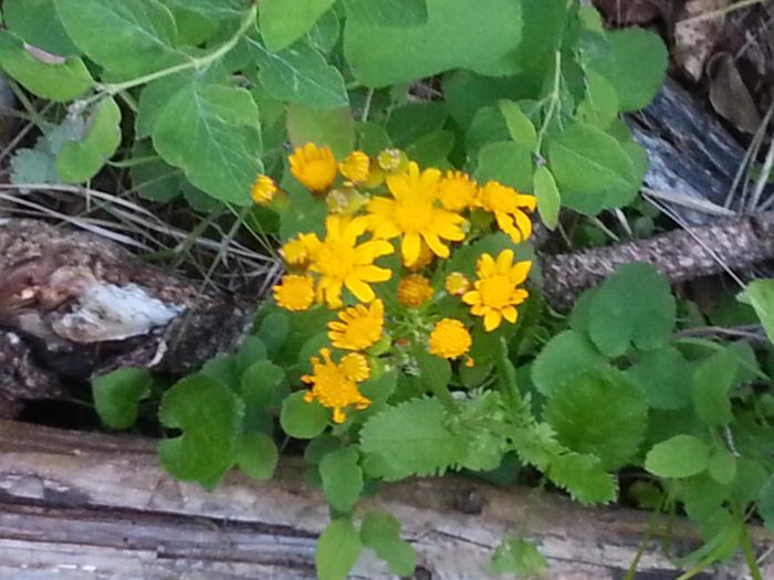 some orangey flowers