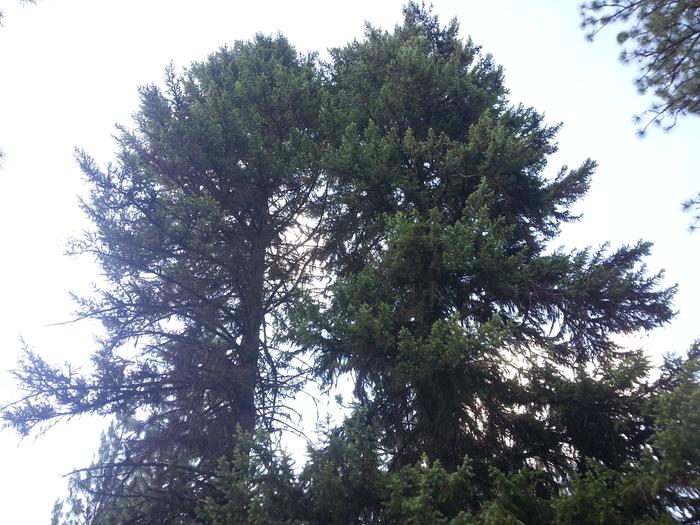 douglas fir