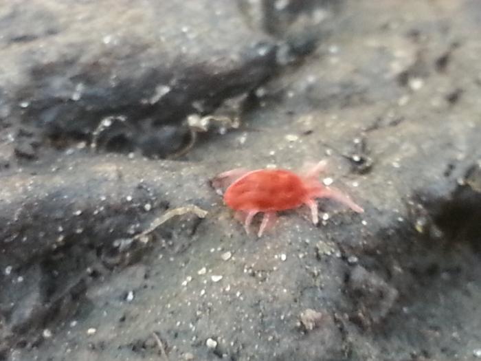 tiny lil red rock-dwelling mite