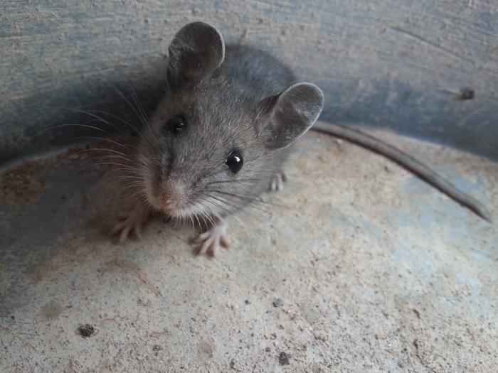 mouse visiting Fred's bucket