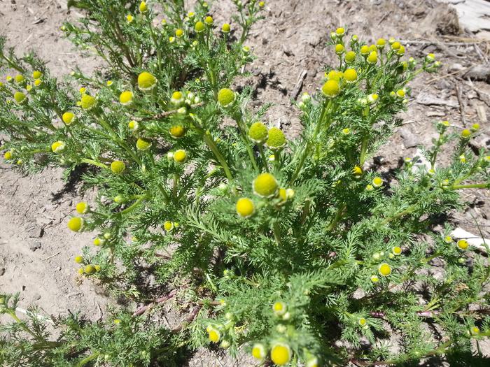 pineapple weed aka wild chamomile