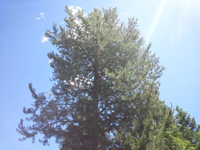 lodgepole pine