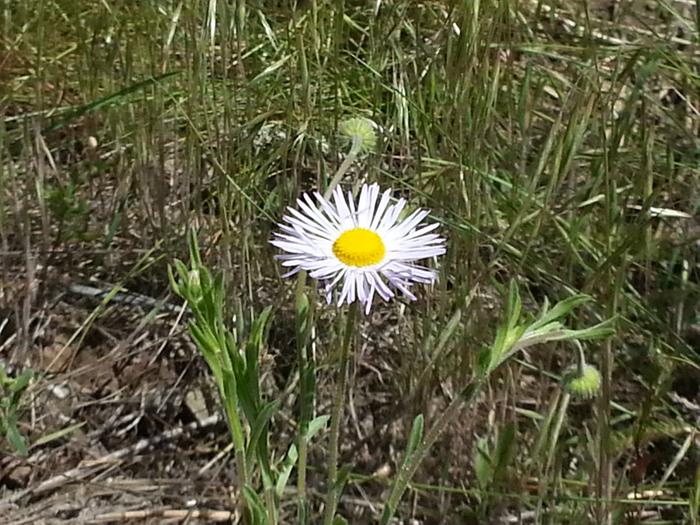 another mystery flower