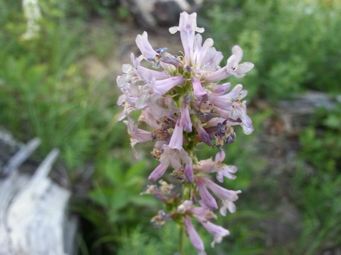 mystery flower in purple