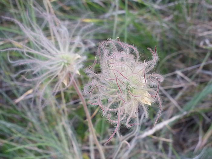 prairie smoke