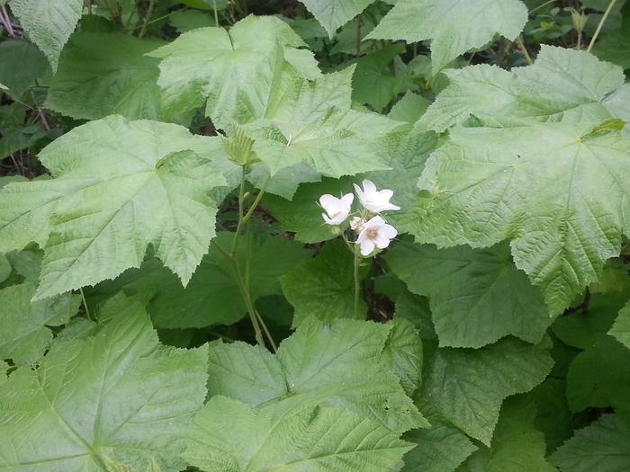 thimbleberry