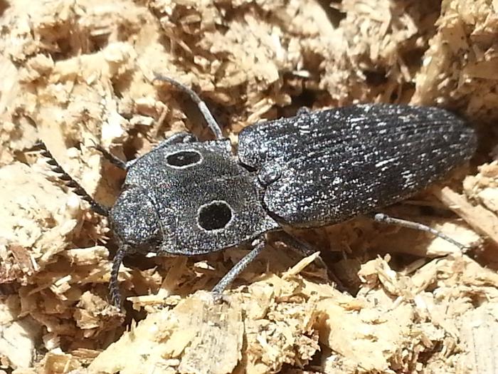 a beetle pretending to have big eyes