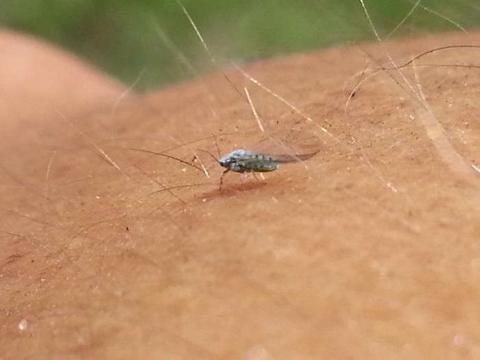 a little bug hanging out on my arm