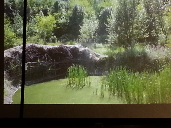Sepp's pond with duck shelter