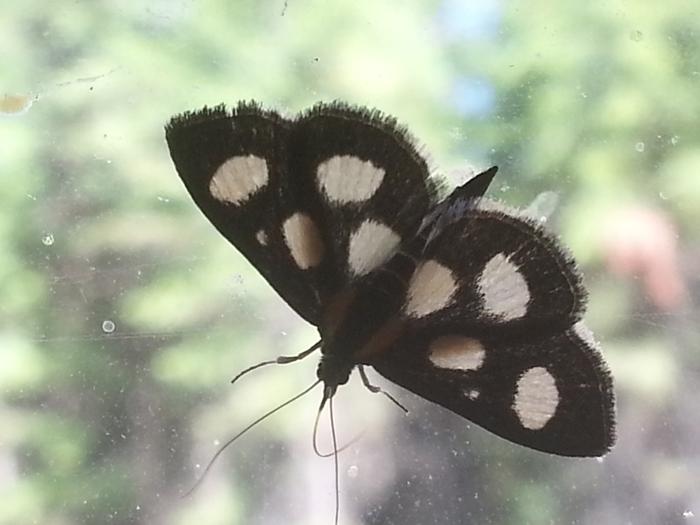 a moth mimicking a dalmation