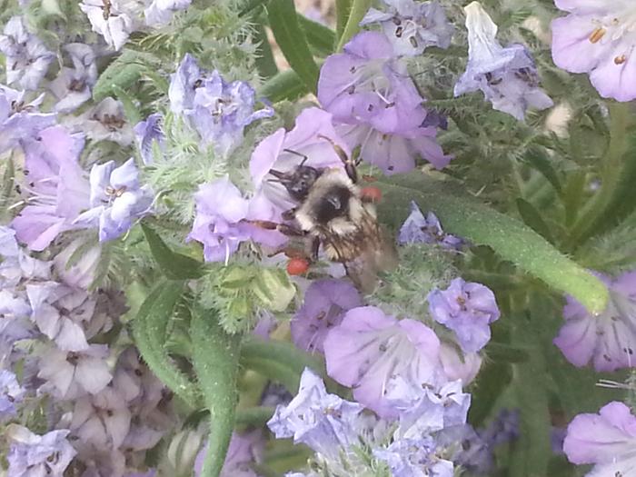 bumblebee? with loaded saddle bags