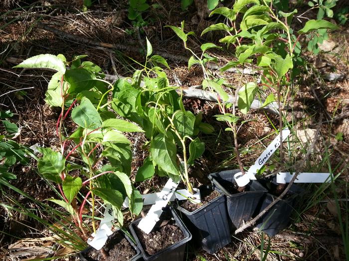 5 hardy kiwi plants from John