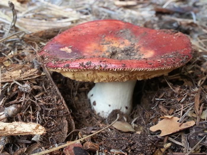 a mushroom growing in my house