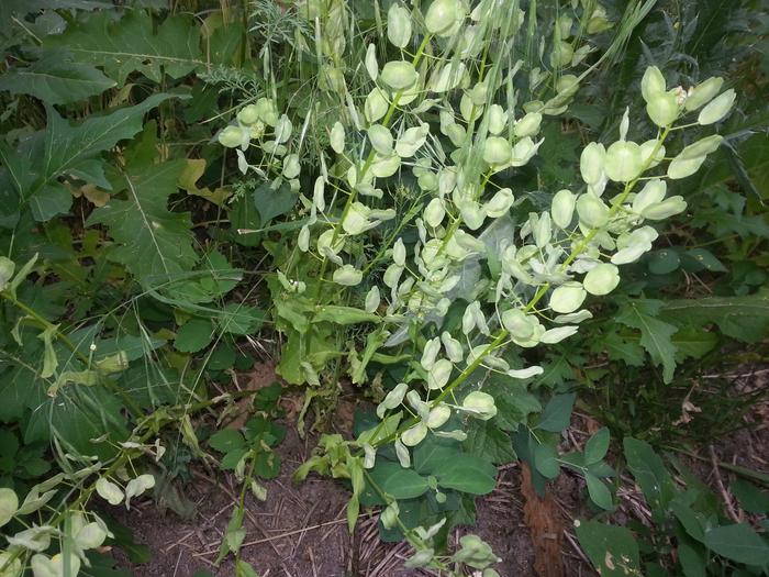 pennycress