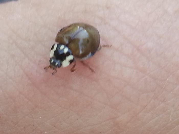 chocolate colored lady bug?