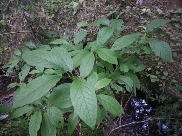 moisture and shade loving plant