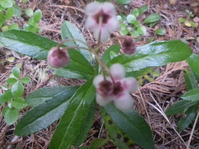 mystery plant near creek