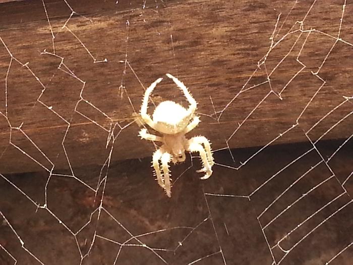 arachnid allies materialize majestically, spinning fractally factual actual webs, spectacular silky spirals specifically