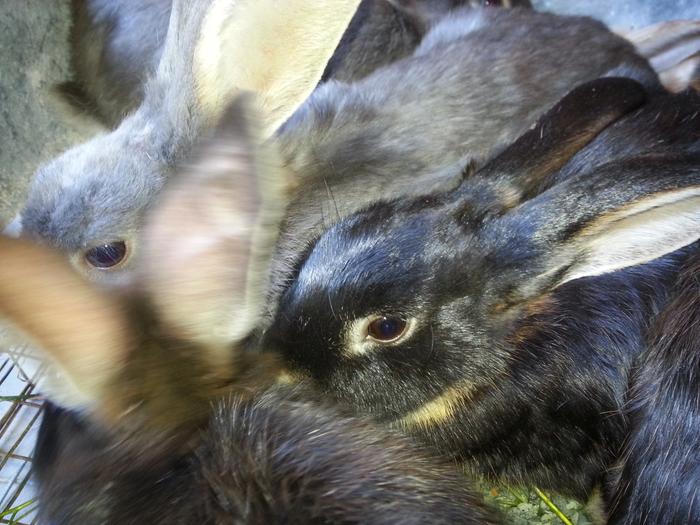 ridiculously cute bunnies destined for the stew pot