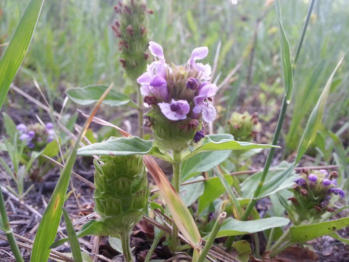 self heal