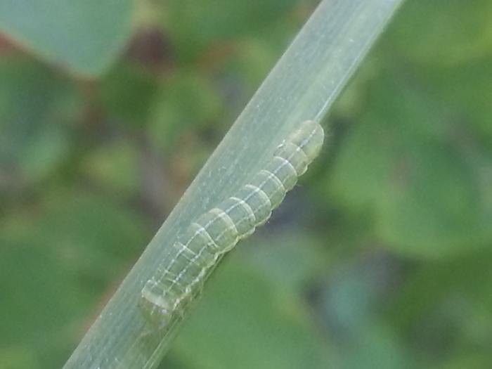 caterpillar pretending to be a leaf