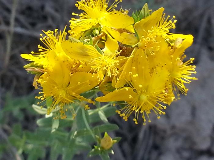 st john's wort