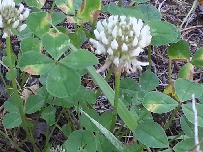 white clover