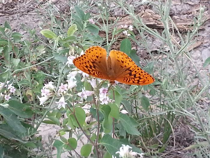 beautiful butterfly