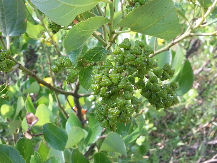 weird triangley berries?