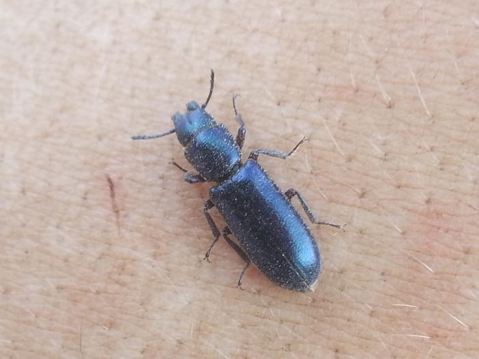 shiny blue bug