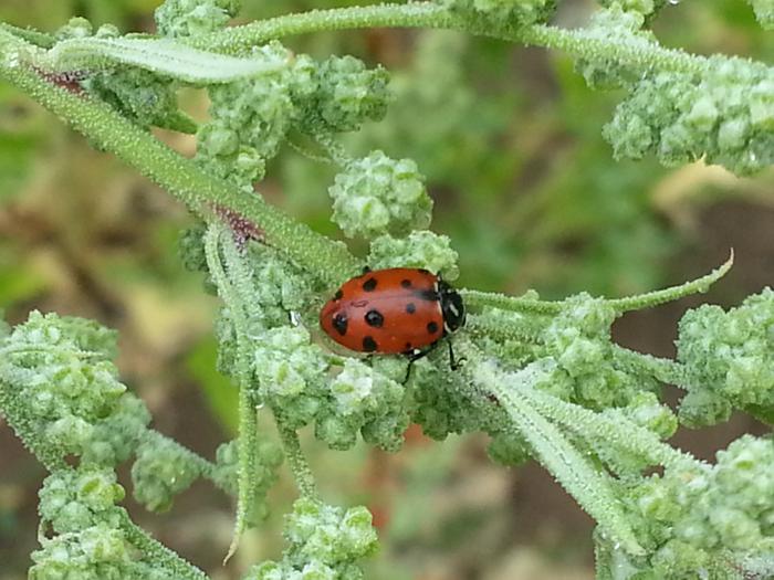 lady bug!