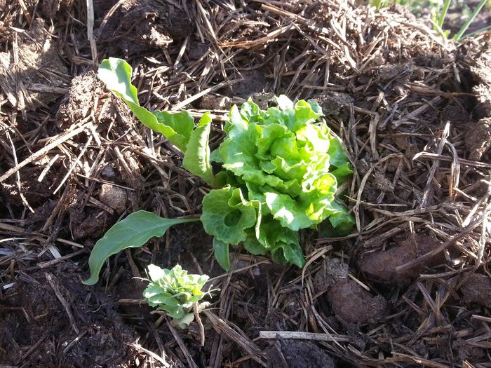 some of my lettuce is growing