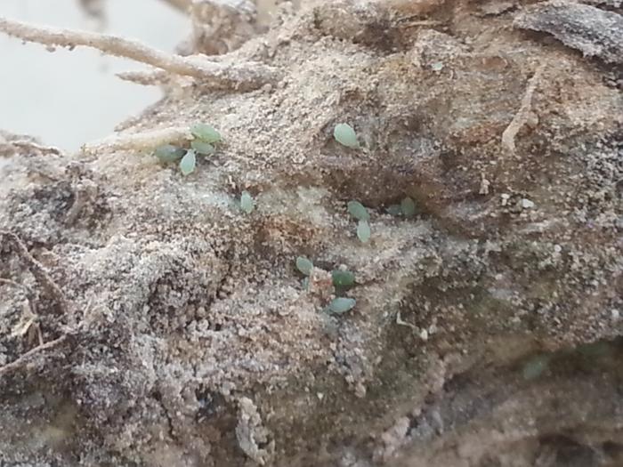 aphids on a knapweed root