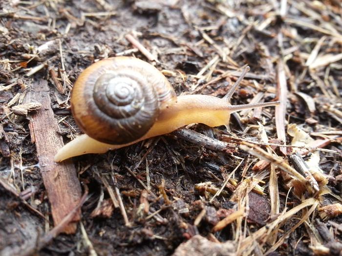 snail!