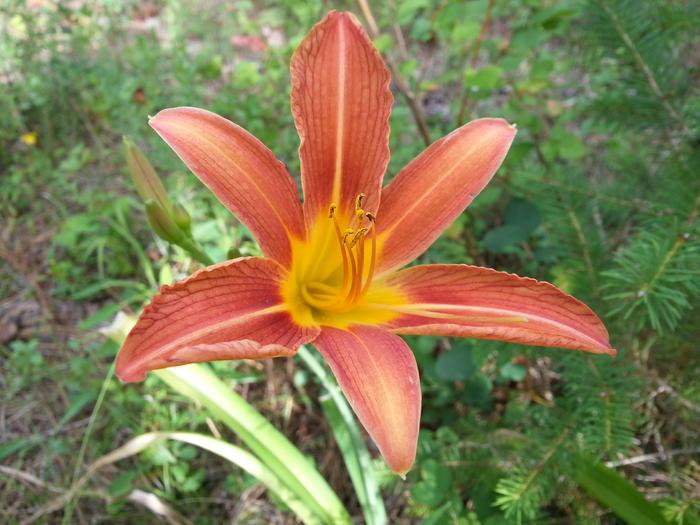 day lily!