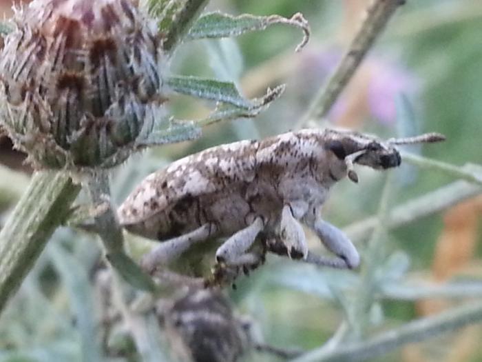 knapweed root weevil