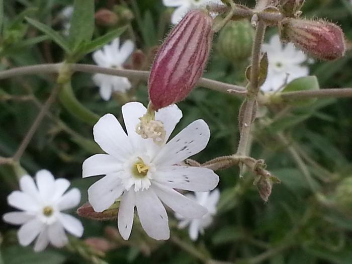 flowering growies