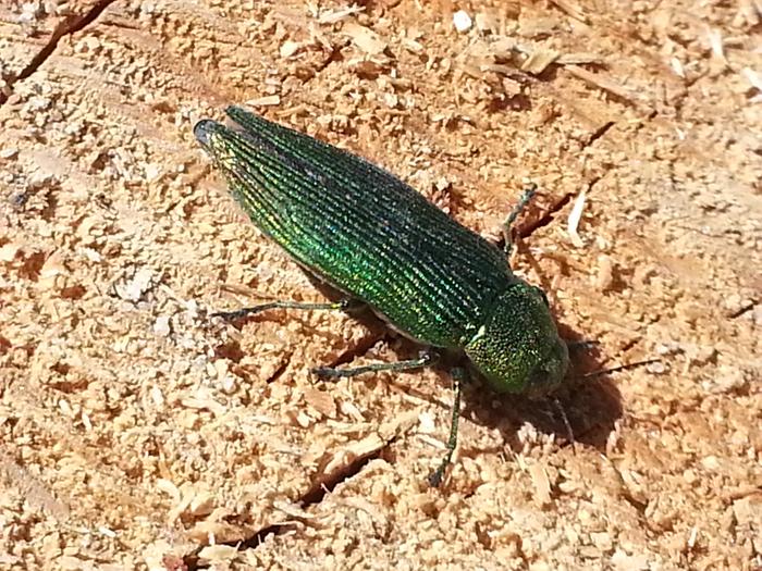 shiny green bug