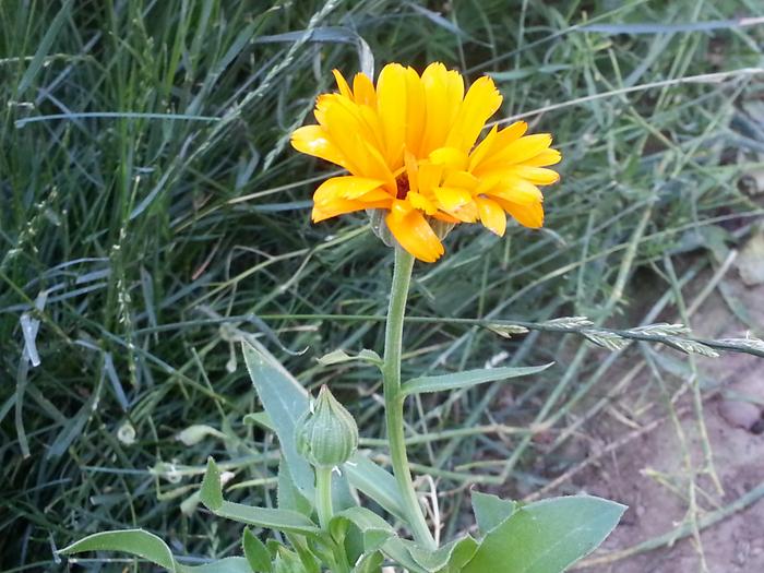 some nice orangey flower